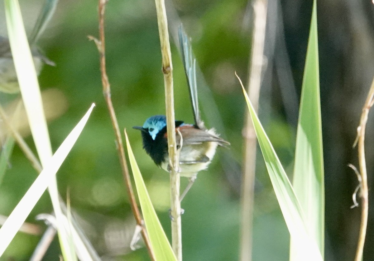 Red-winged Fairywren - ML646245398