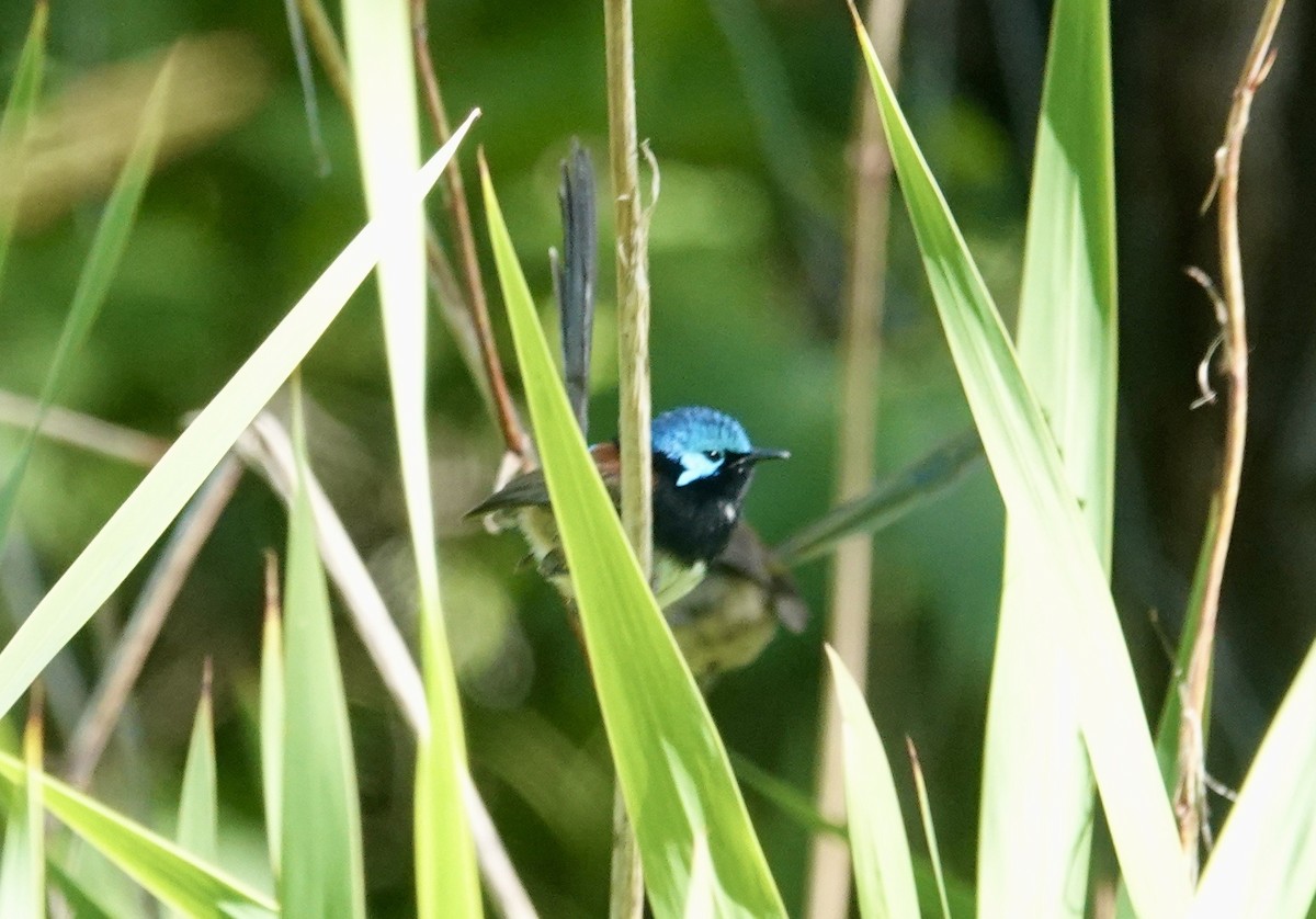 Red-winged Fairywren - ML646245400