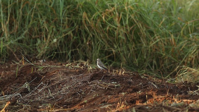 Red-tailed Shrike - ML646245404