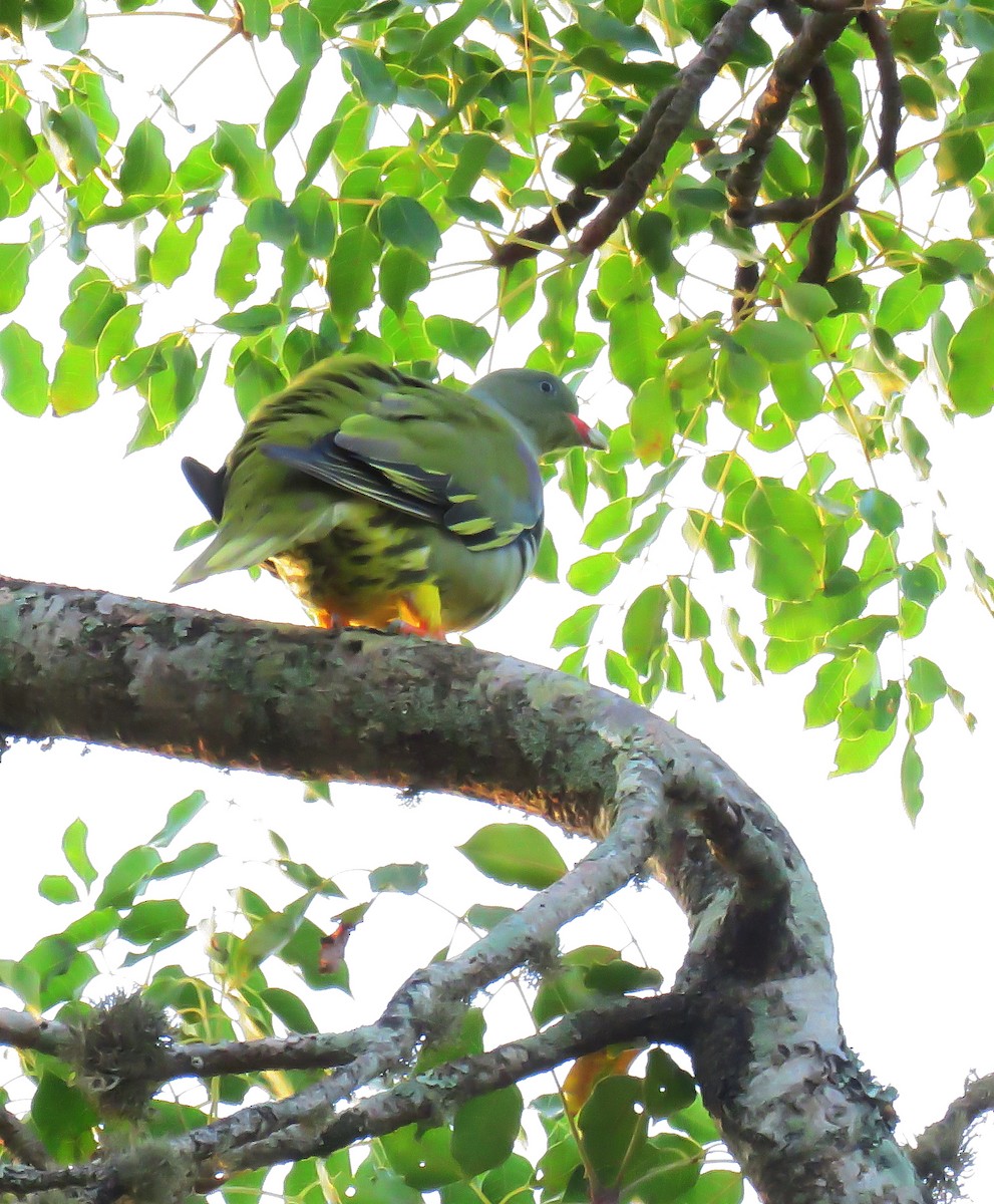 African Green-Pigeon - ML646245411