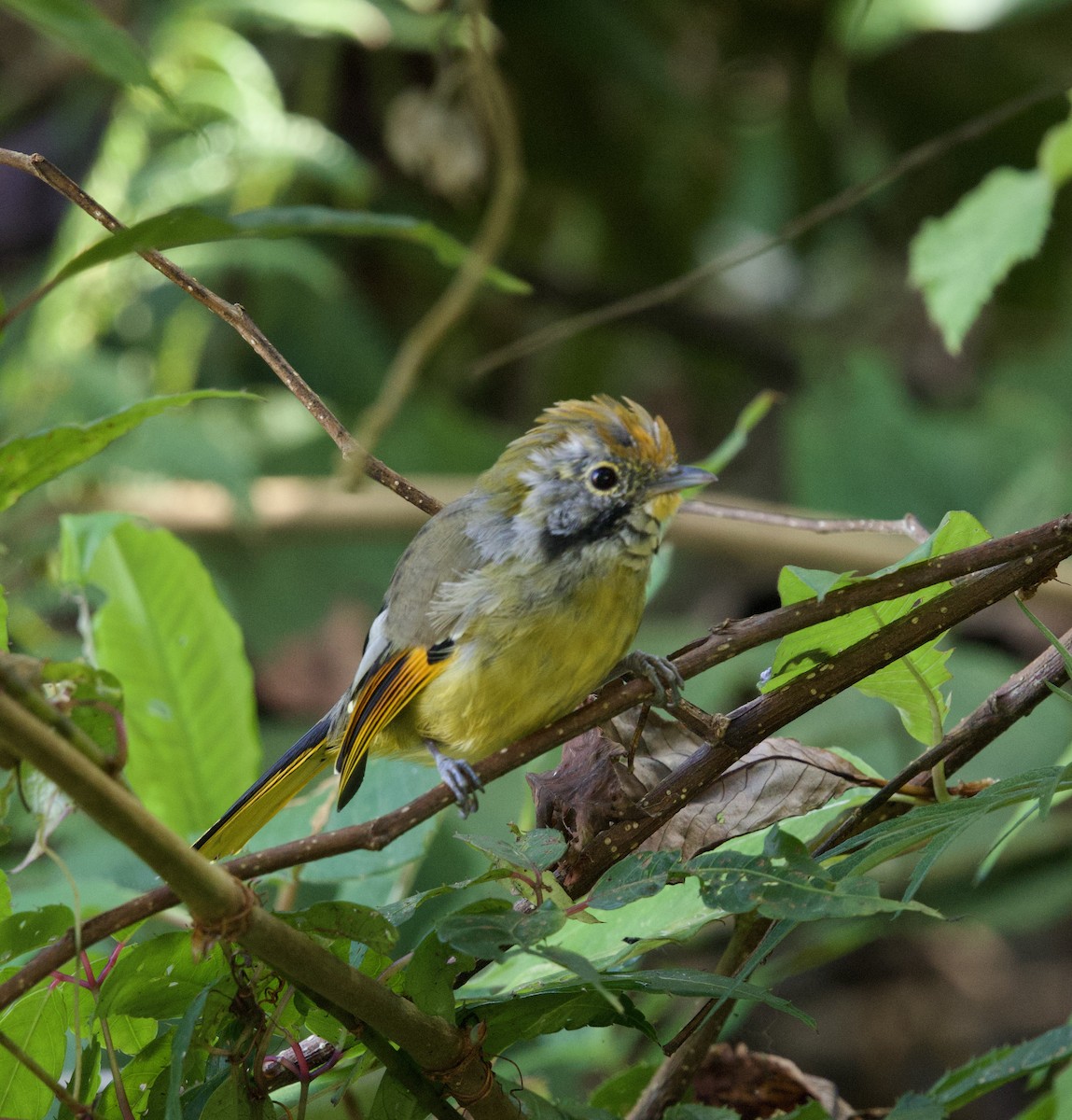 Chestnut-tailed Minla - ML646245414