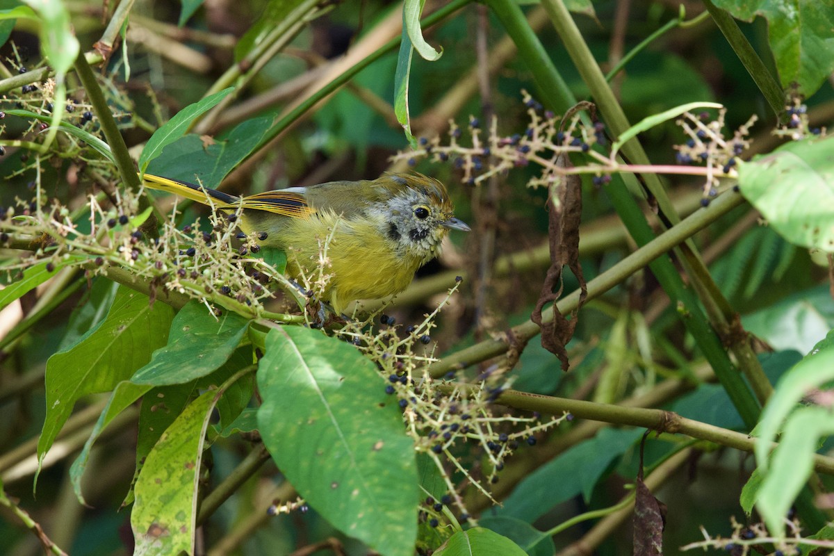 Chestnut-tailed Minla - ML646245415