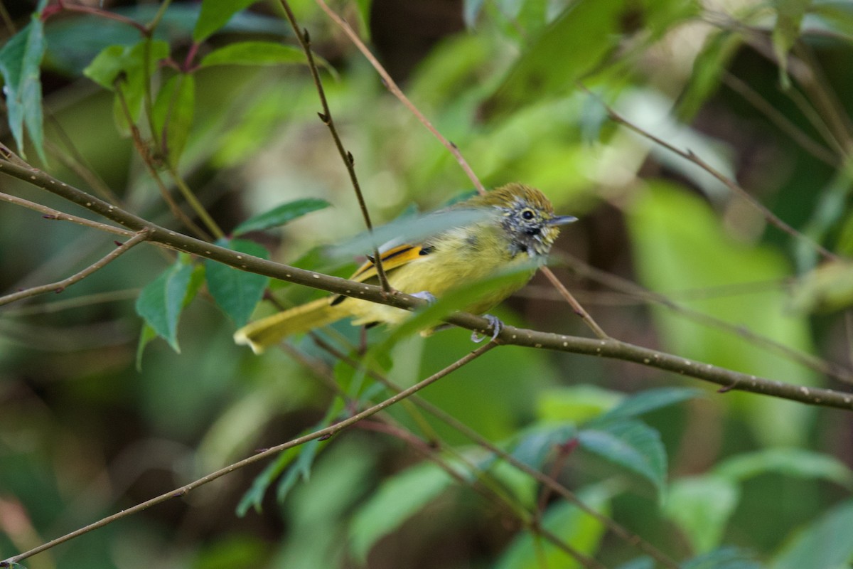 Chestnut-tailed Minla - ML646245416