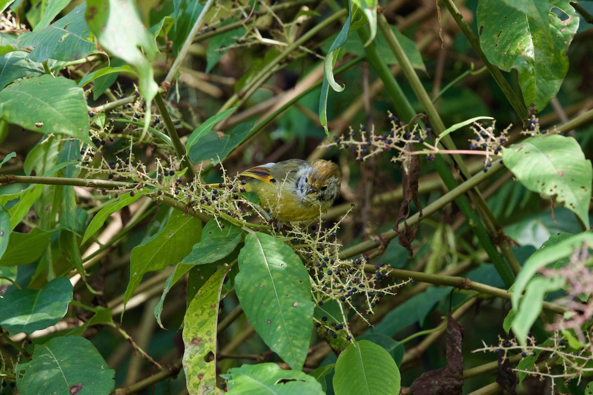 Chestnut-tailed Minla - ML646245417