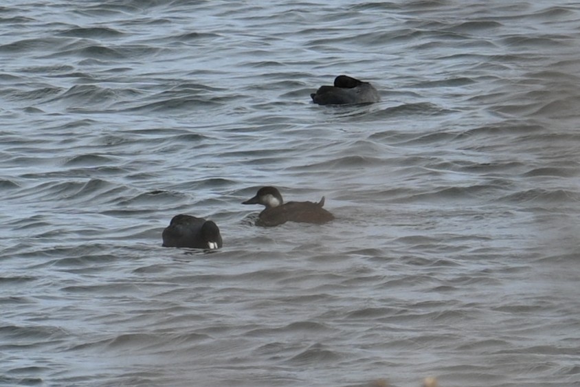 turpan žlutozobý - ML646245418