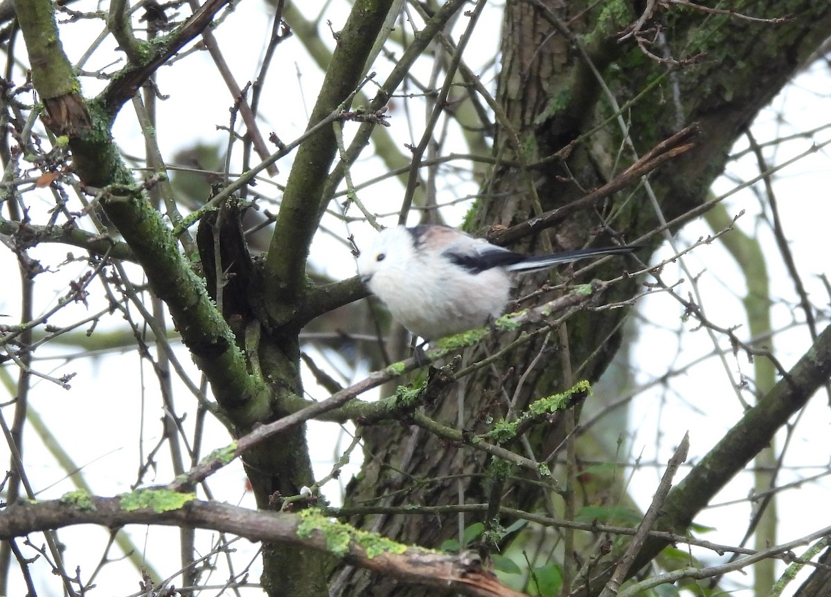 Long-tailed Tit (caudatus) - ML646245428