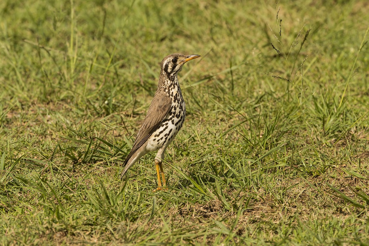 Groundscraper Thrush - ML646245431
