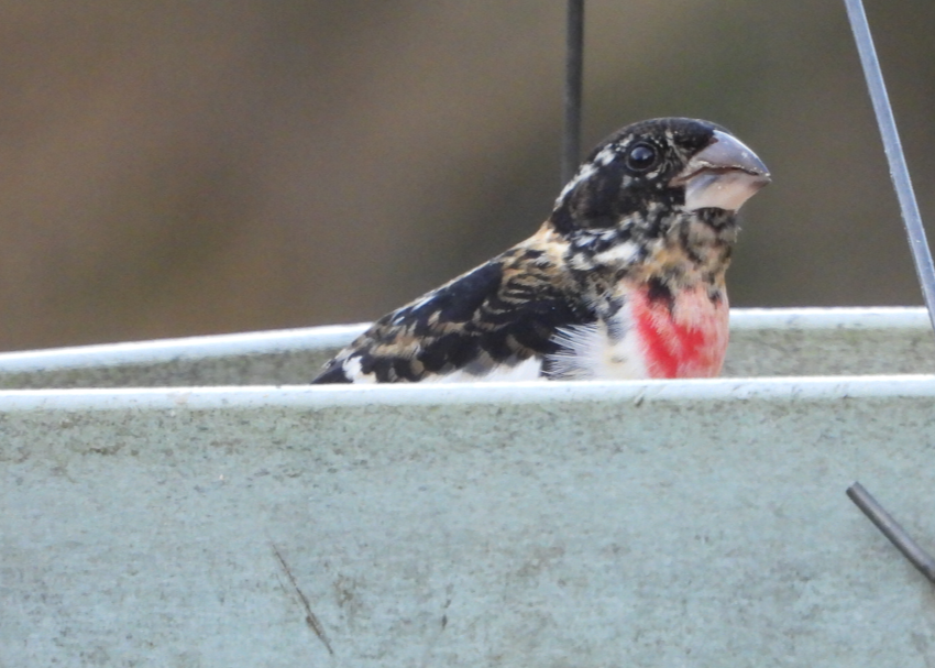 Rose-breasted Grosbeak - ML646245435