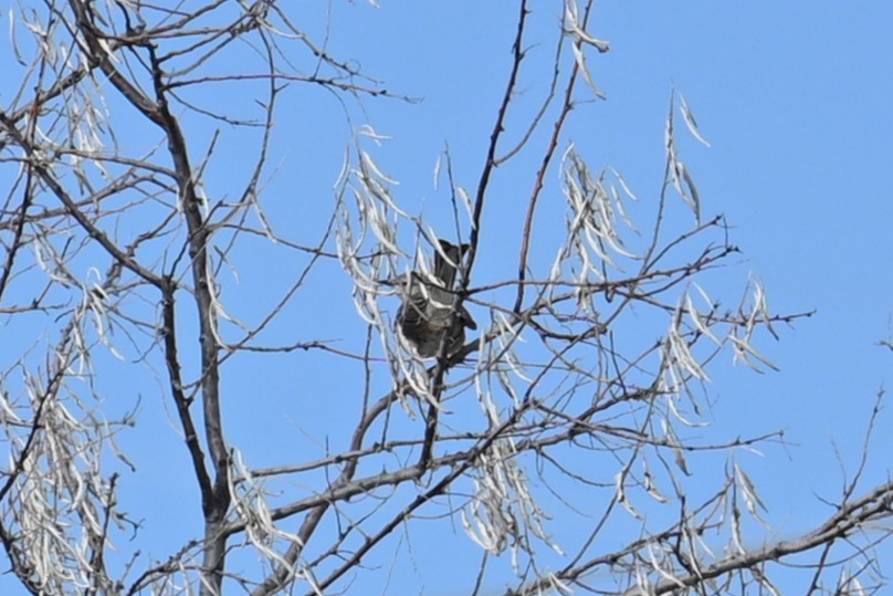 drozdec mnohohlasý - ML646245437