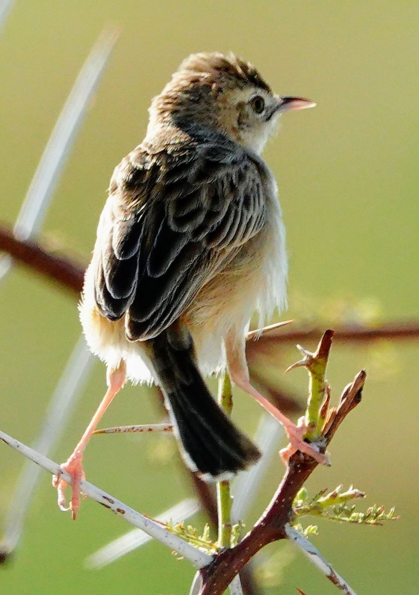 Desert Cisticola - ML646245438