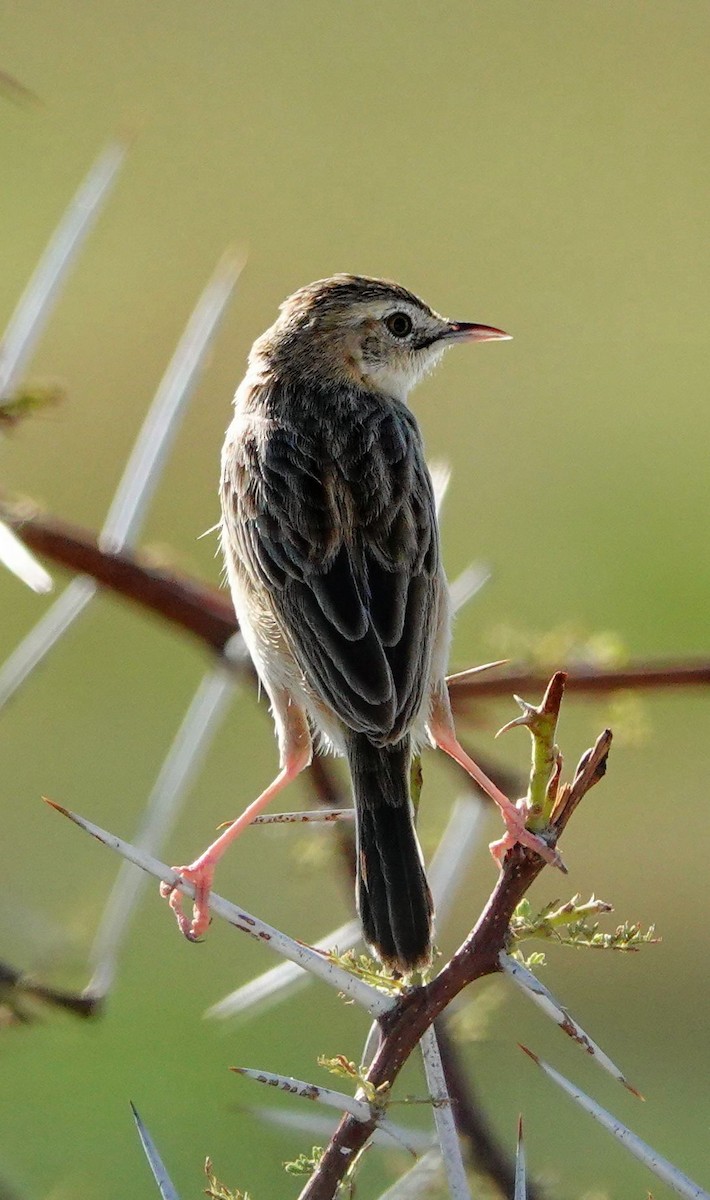 Desert Cisticola - ML646245439