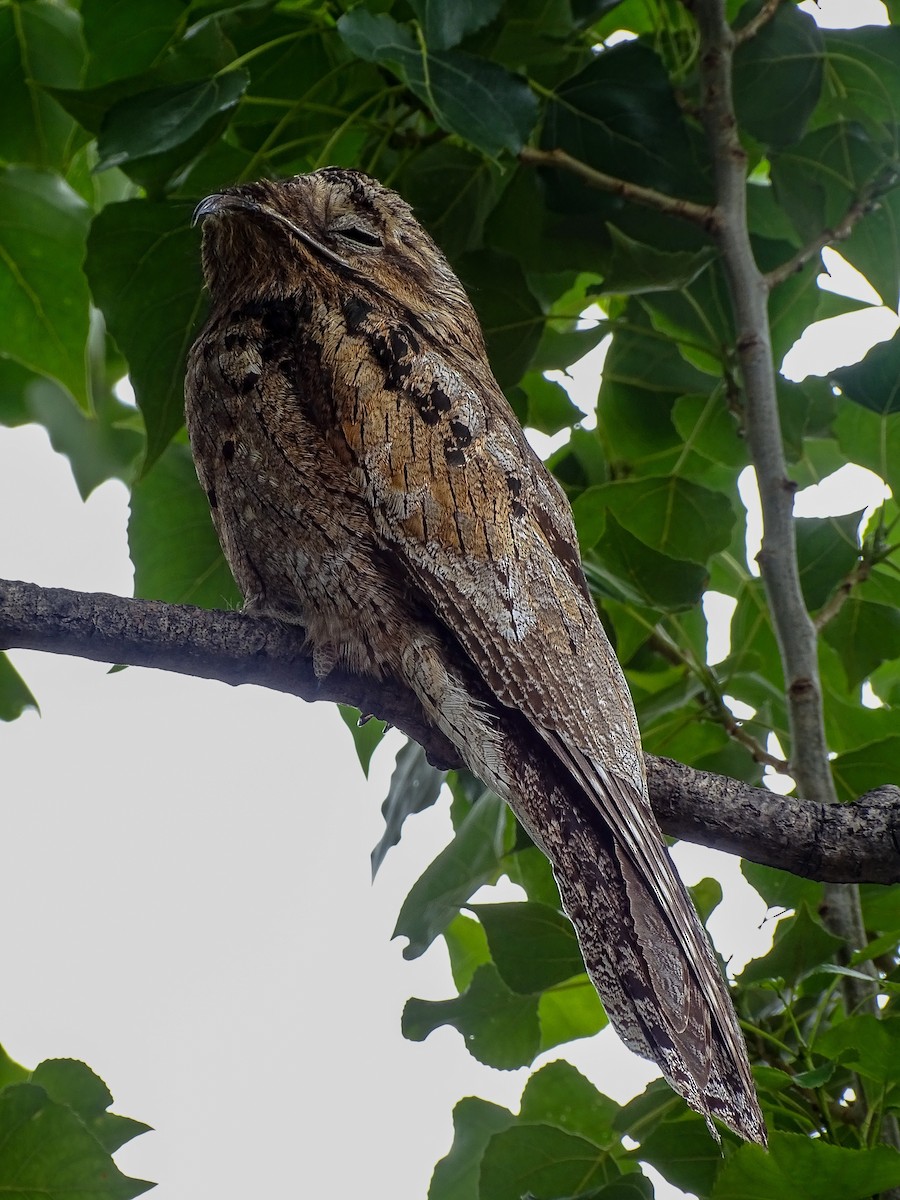 Common Potoo - ML646245444