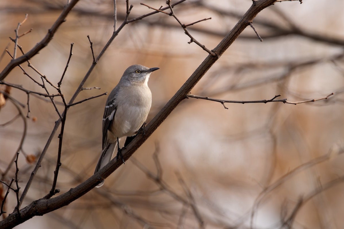 drozdec mnohohlasý - ML646245445