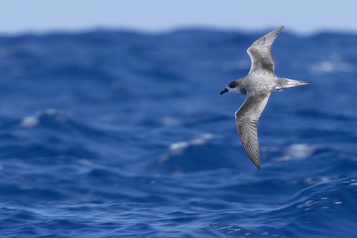 Juan Fernandez Fırtınakuşu - ML646245456