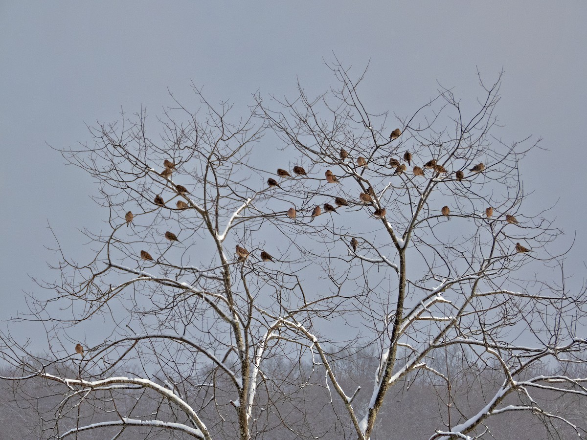 hrdlička karolínská - ML646245469