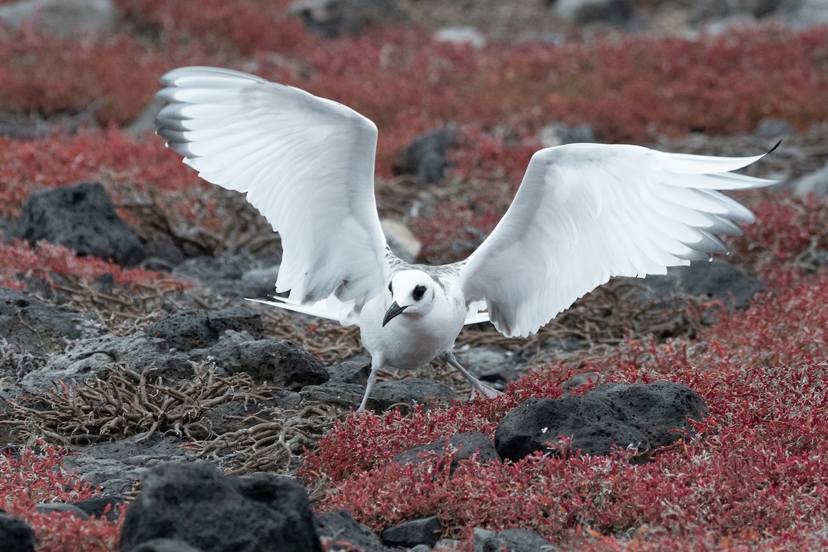 アカメカモメ - ML646245471