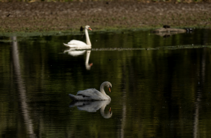 Mute Swan - ML646245473