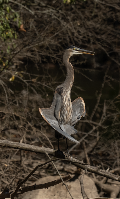 Great Blue Heron - ML646245478