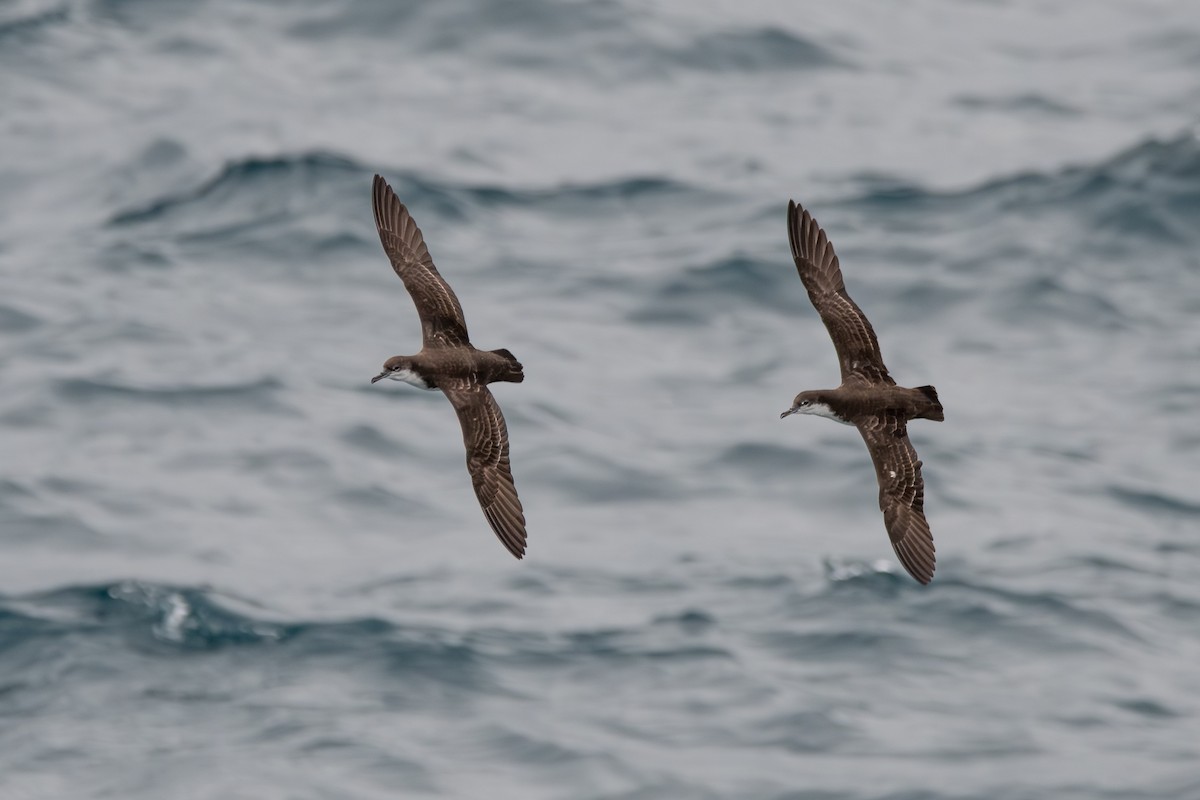 Galapagos Shearwater - ML646245479