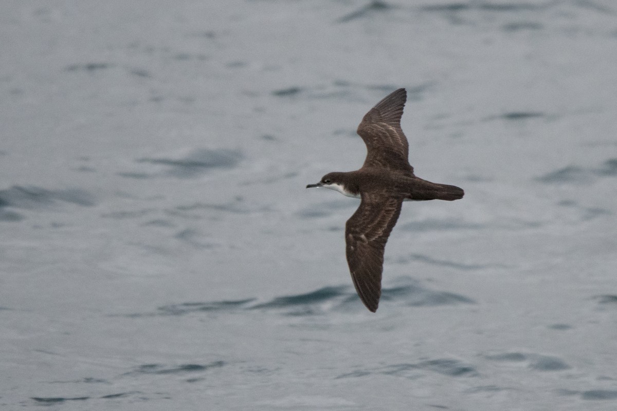 Galapagos Shearwater - ML646245480