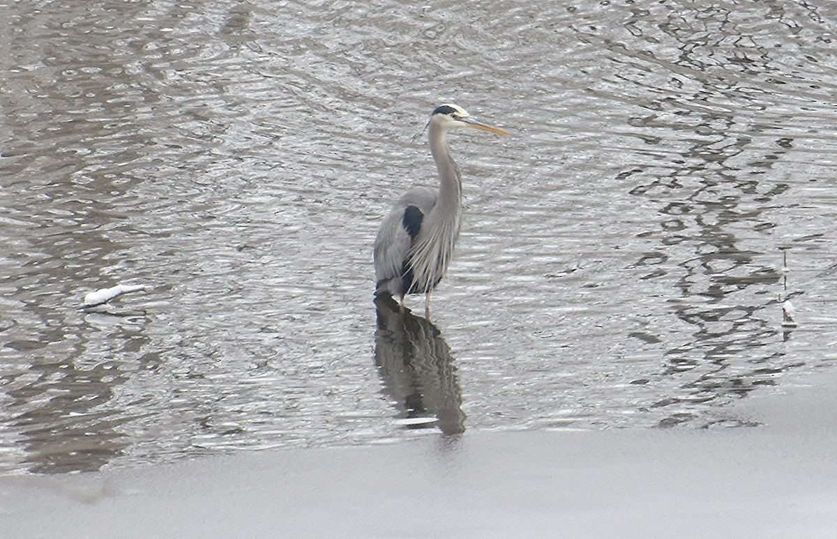 Great Blue Heron - ML646245486