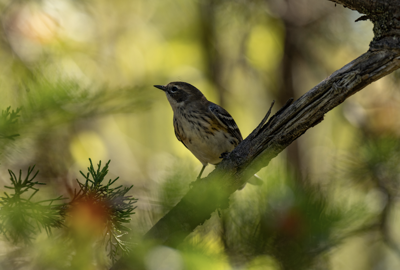 Yellow-rumped Warbler - ML646245492