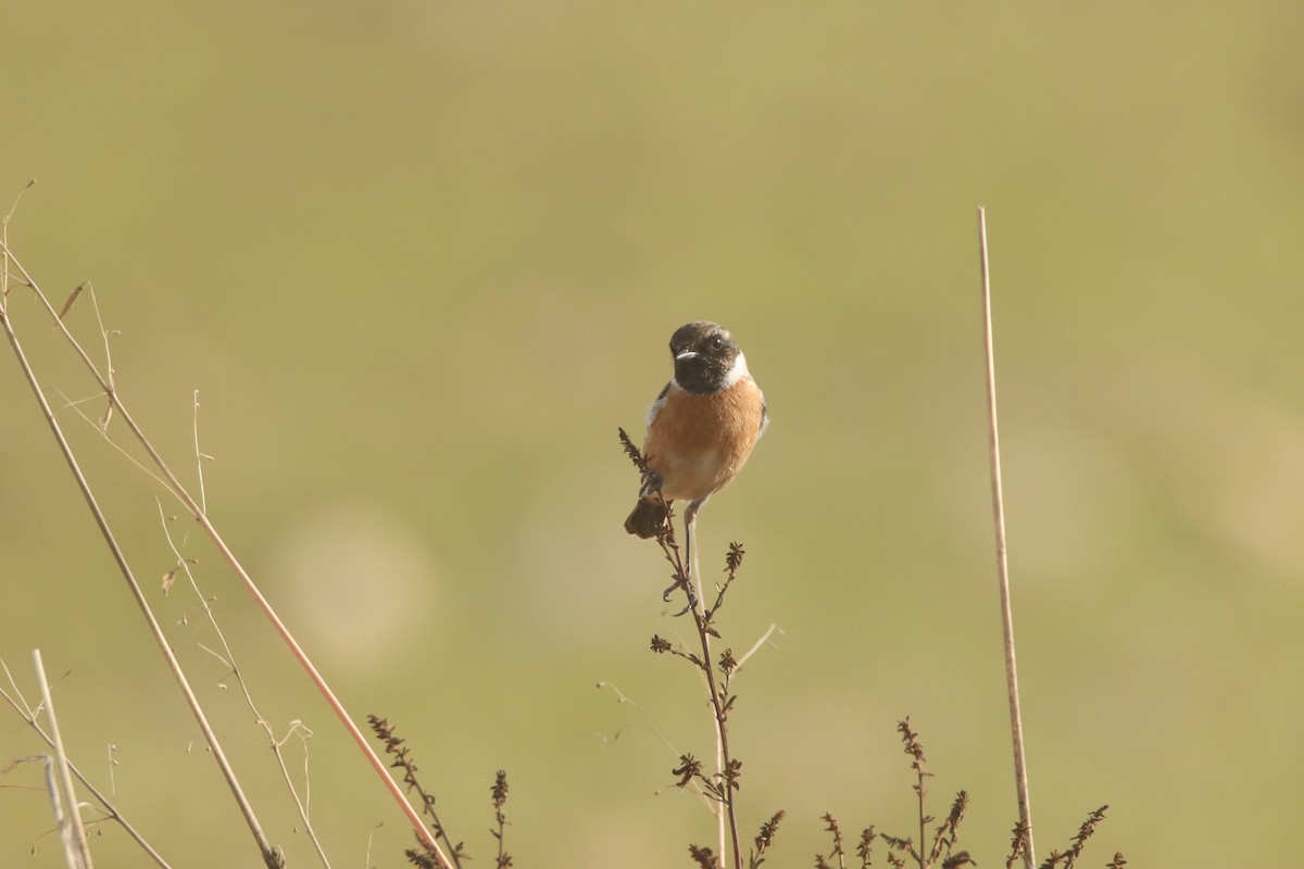 European Stonechat - ML646245493