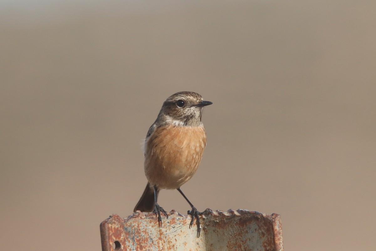 European Stonechat - ML646245494