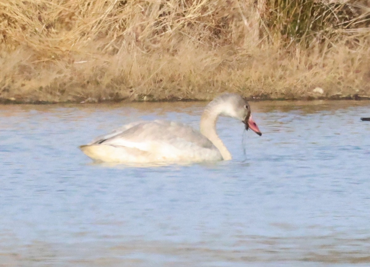 Tundra Swan - ML646245495