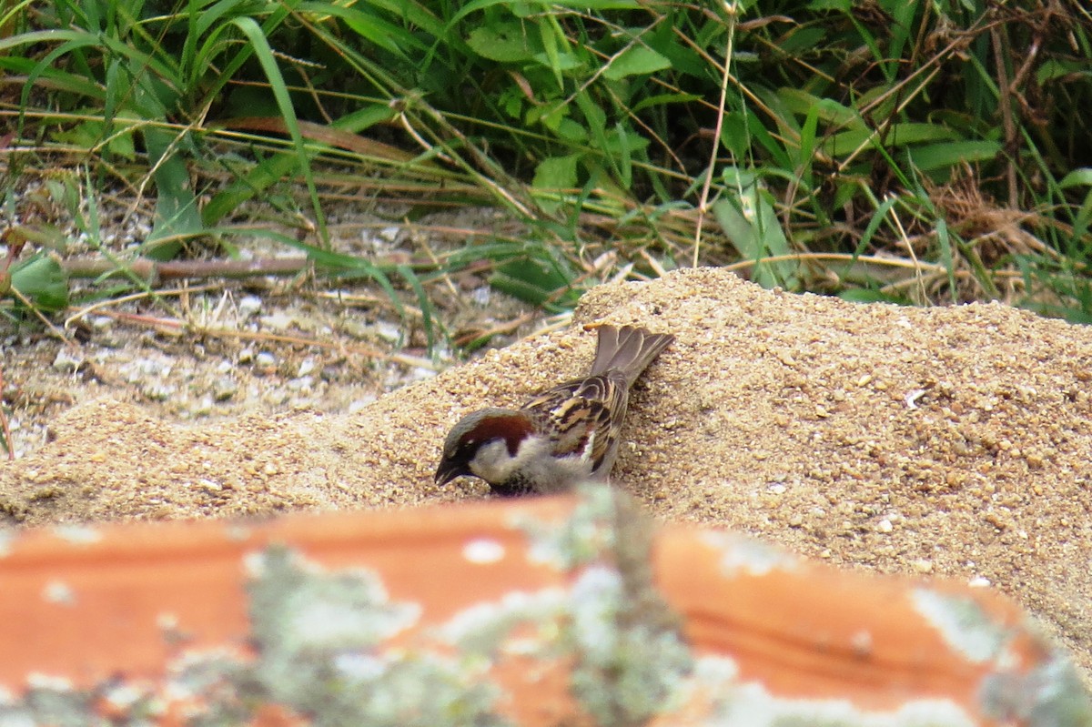 Gorrión Común - ML646245497