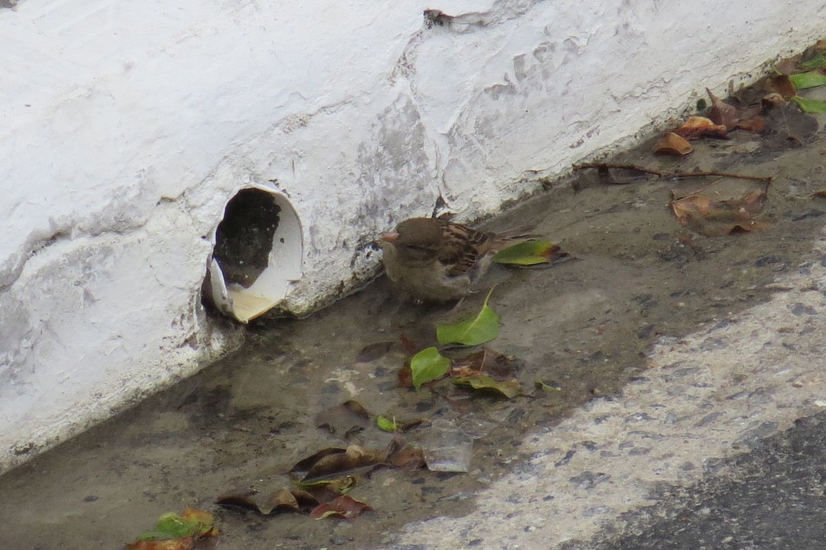 Gorrión Común - ML646245498