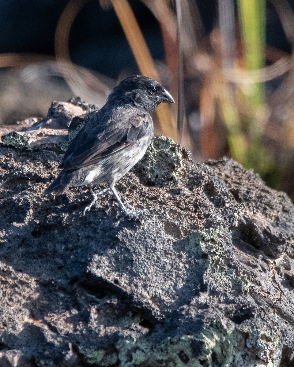 Common Cactus-Finch - ML646245499