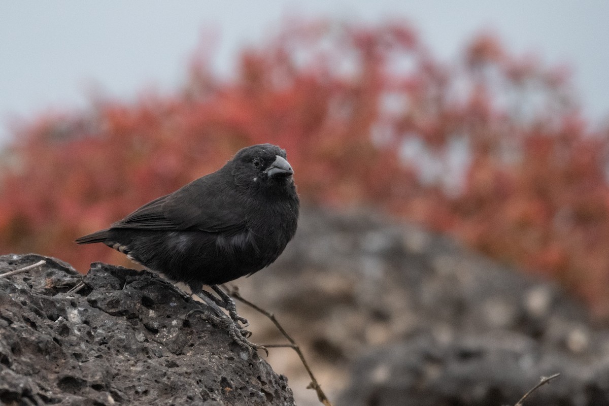 サボテンフィンチ - ML646245500