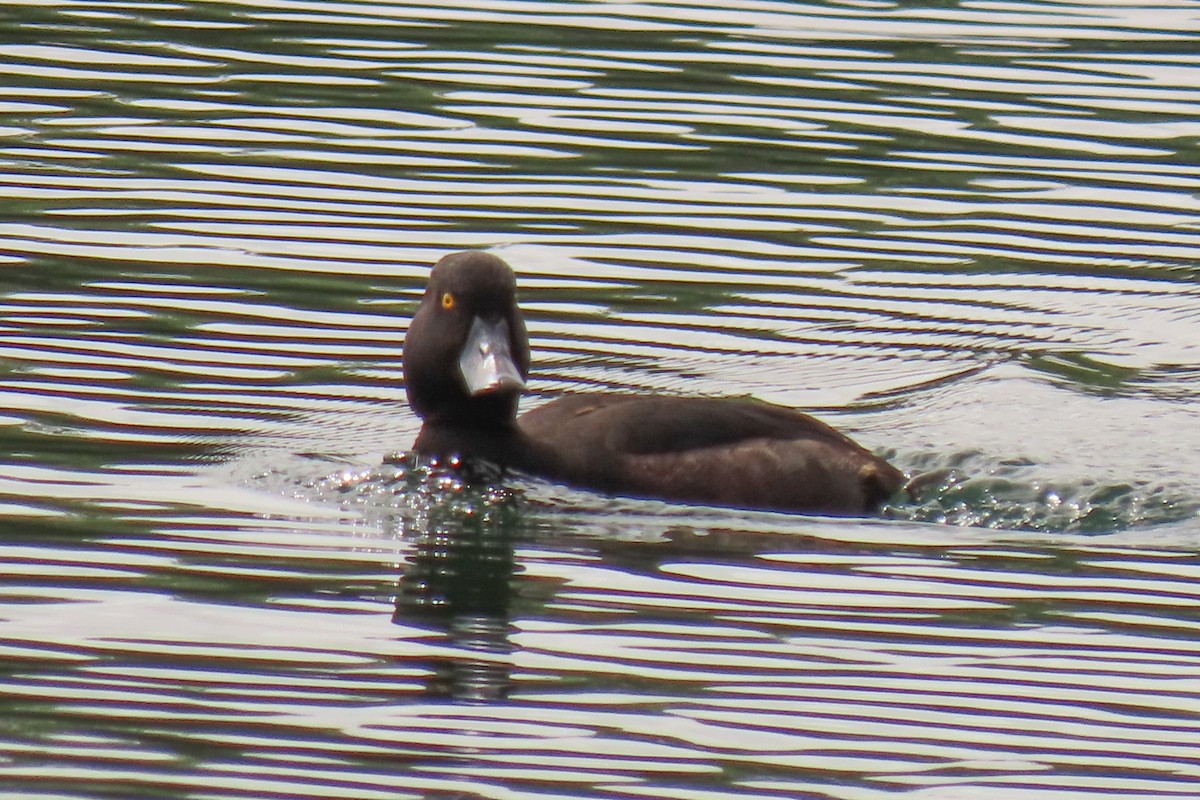 Yeni Zelanda Patkası - ML646245502