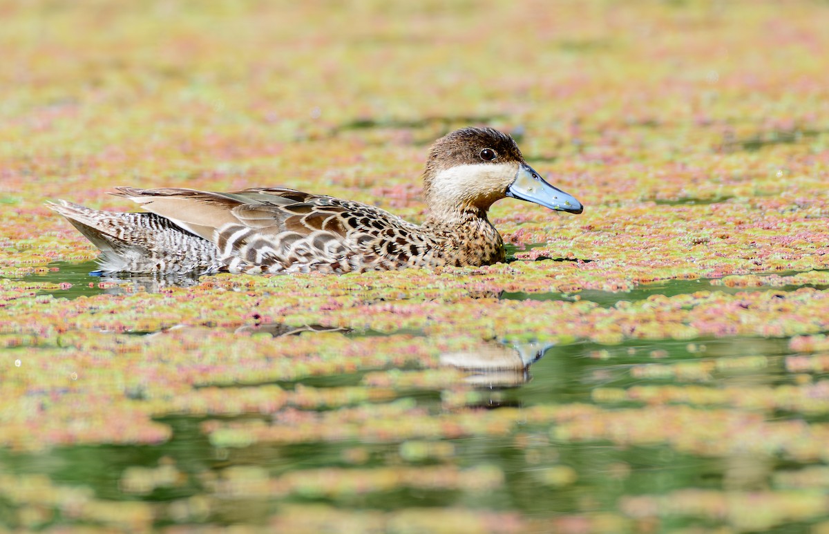čírka modrozobá - ML646245505
