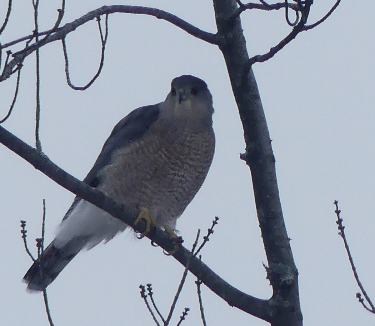 Cooper's Hawk - ML646245507