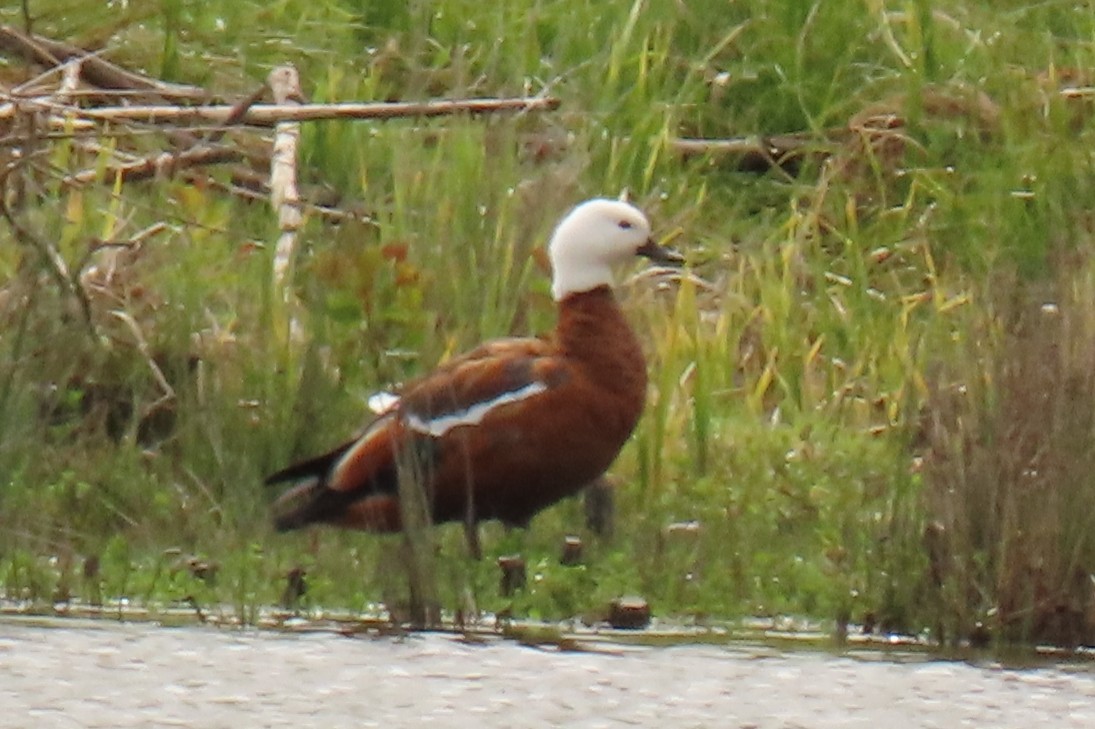 Tarro Maorí - ML646245514