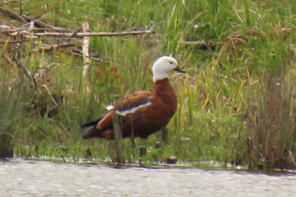 Tarro Maorí - ML646245516