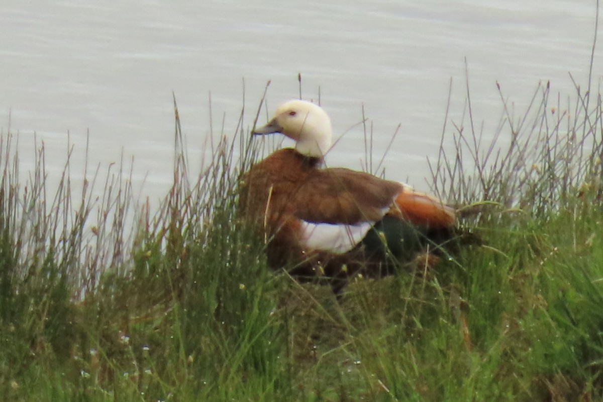 Tarro Maorí - ML646245517