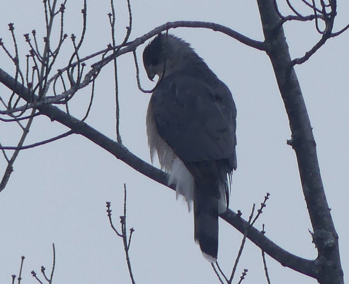 Cooper's Hawk - ML646245518