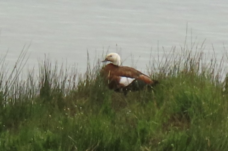 Tarro Maorí - ML646245530