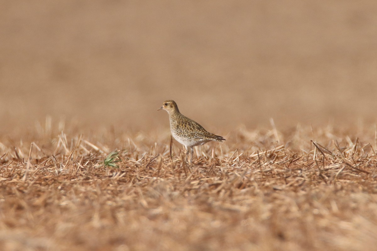 Сивка звичайна - ML646245532