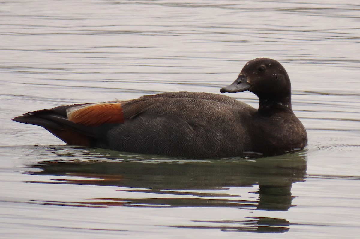 Tarro Maorí - ML646245533