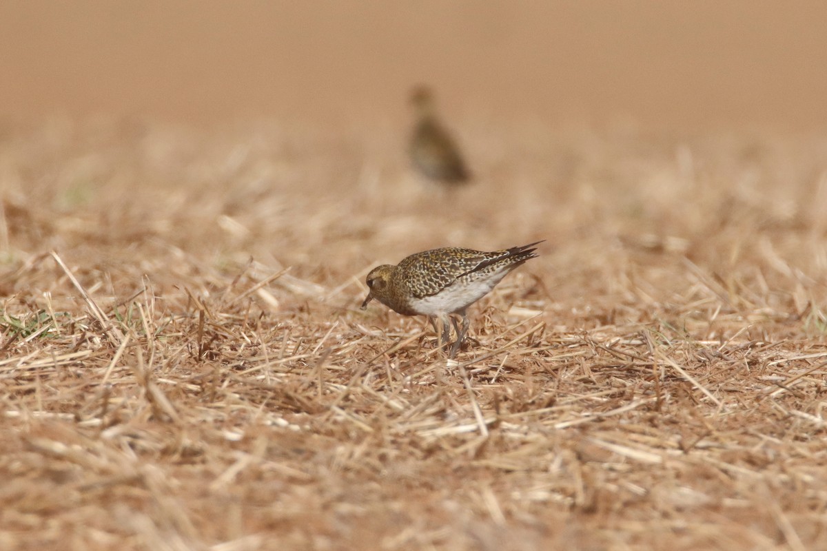 Сивка звичайна - ML646245534