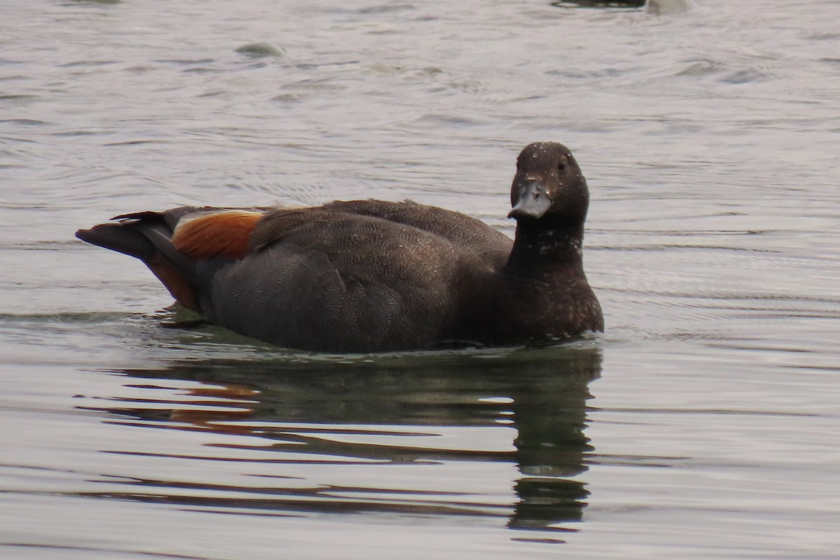 Tarro Maorí - ML646245535