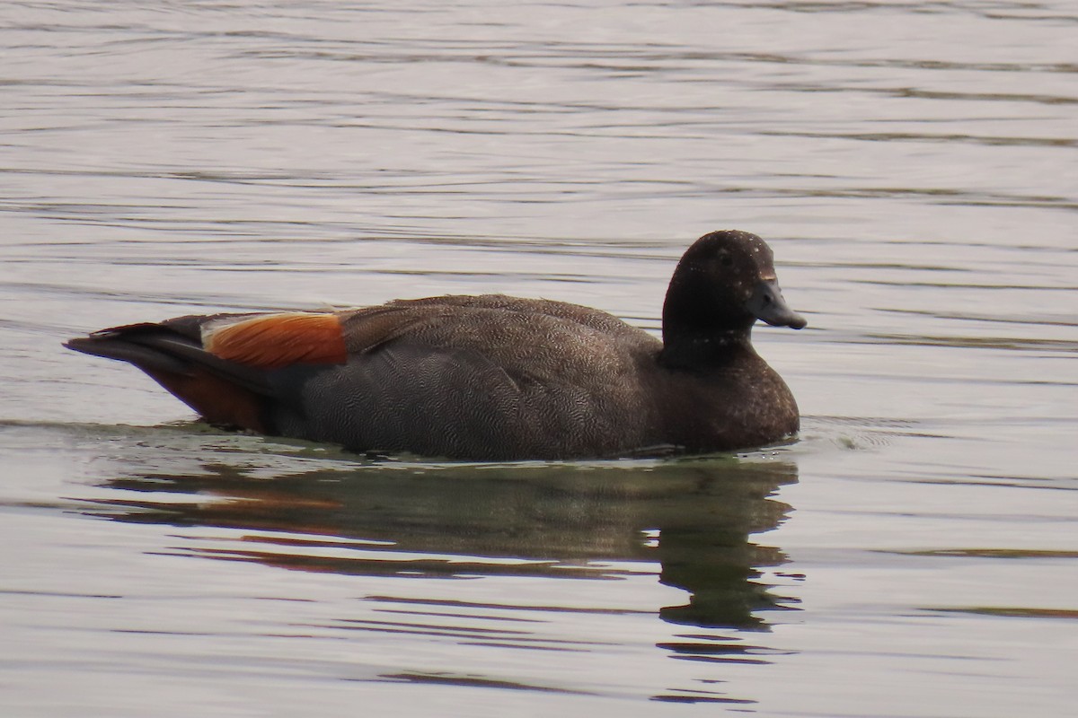 Tarro Maorí - ML646245536