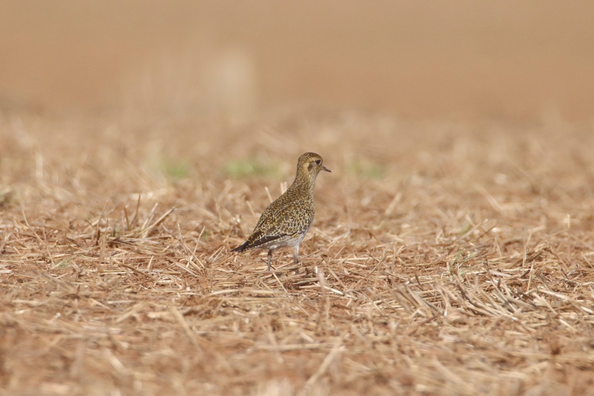 Сивка звичайна - ML646245537