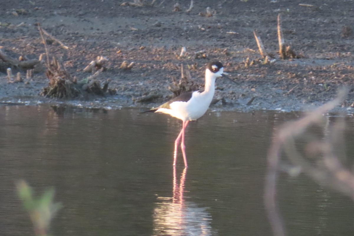 Black-necked Stilt - ML646245548