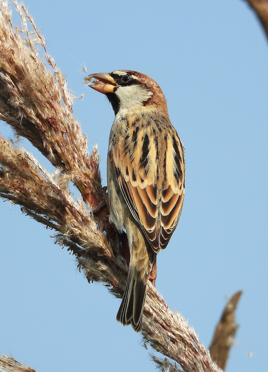Spanish Sparrow - ML646245549
