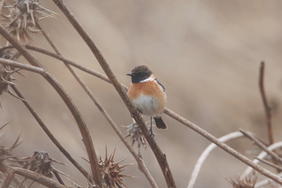 European Stonechat - ML646245550